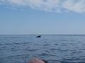 Baleines 021